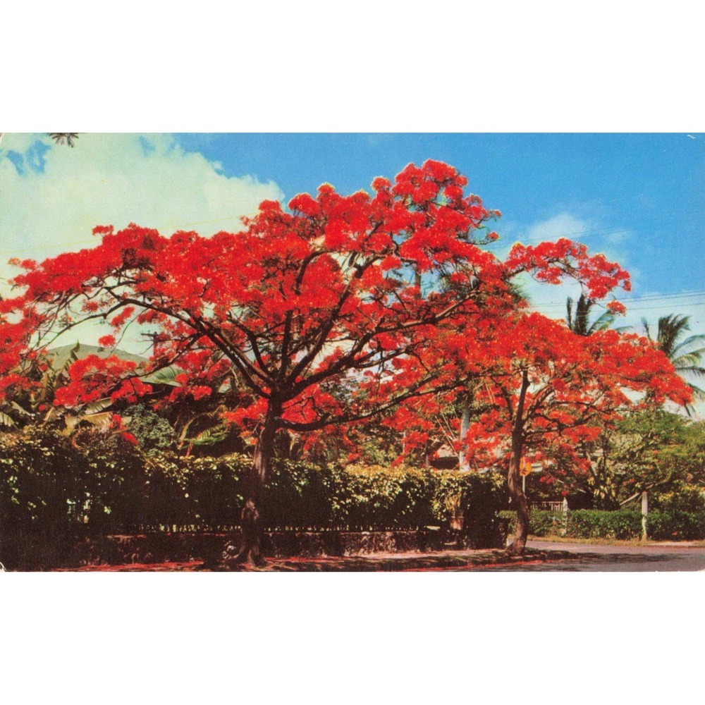 Vtg Hawaii Color Card Royal Poinciana Flaming Tree Postcard C1132 Mike Robert